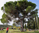 Palio del Papero Balconevisi