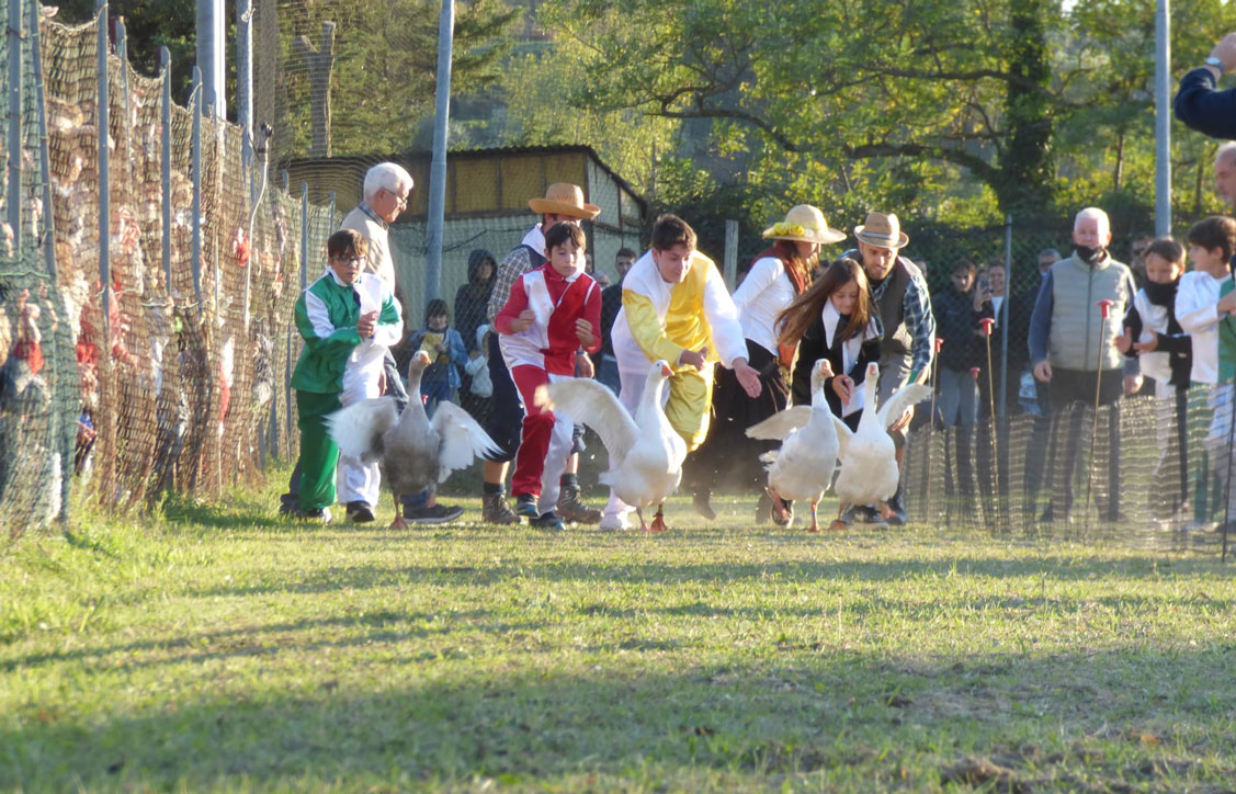 Palio del Papero